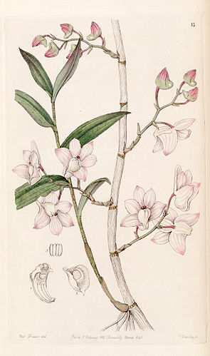 Dendrobium aduncum